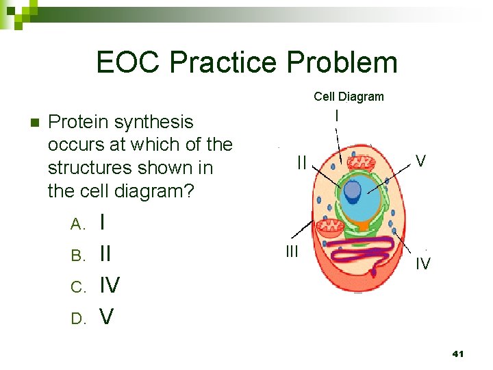 EOC Practice Problem Cell Diagram n Protein synthesis occurs at which of the structures