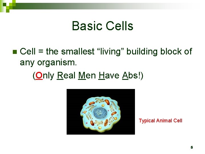 Basic Cells n Cell = the smallest “living” building block of any organism. (Only