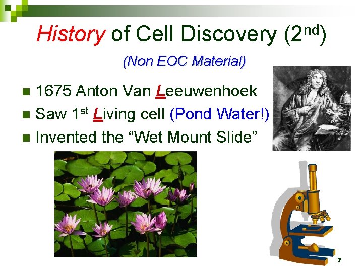 History of Cell Discovery (2 nd) (Non EOC Material) 1675 Anton Van Leeuwenhoek n