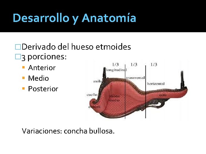 Desarrollo y Anatomía �Derivado del hueso etmoides � 3 porciones: Anterior Medio Posterior Variaciones: