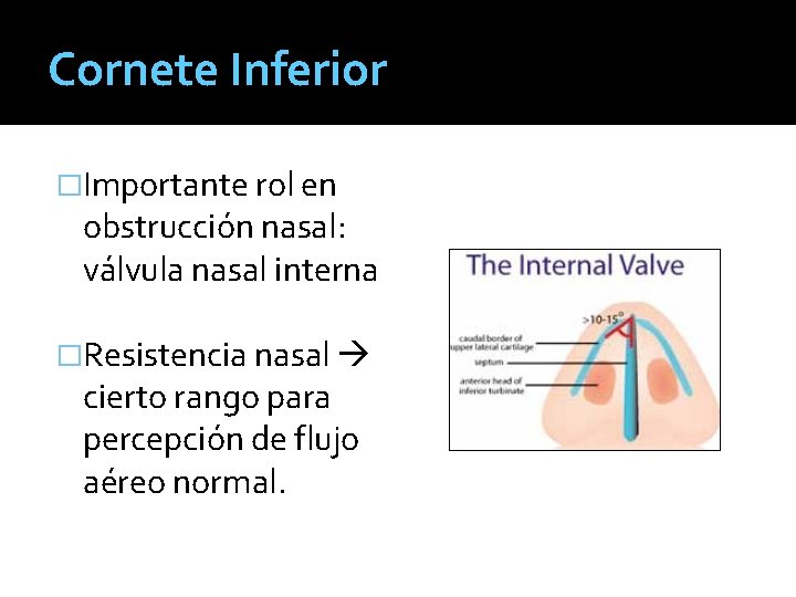 Cornete Inferior �Importante rol en obstrucción nasal: válvula nasal interna �Resistencia nasal cierto rango