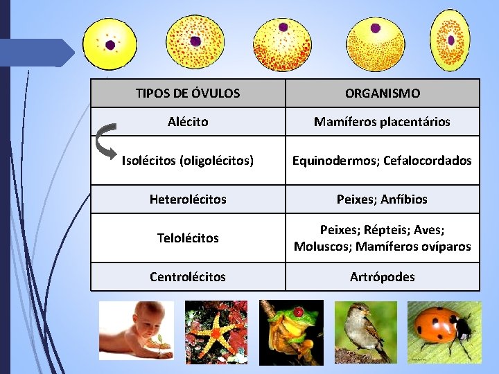 TIPOS DE ÓVULOS ORGANISMO Alécito Mamíferos placentários Isolécitos (oligolécitos) Equinodermos; Cefalocordados Heterolécitos Peixes; Anfíbios