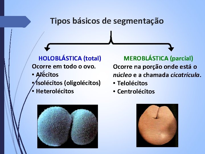 Tipos básicos de segmentação HOLOBLÁSTICA (total) Ocorre em todo o ovo. • Alécitos •