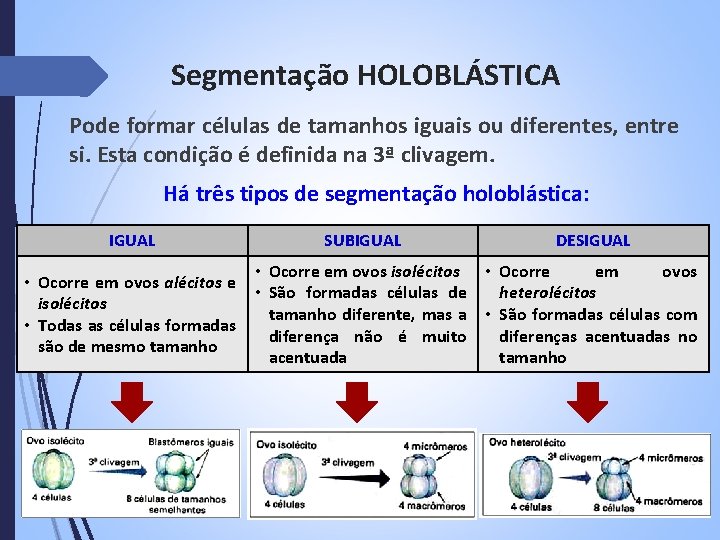 Segmentação HOLOBLÁSTICA Pode formar células de tamanhos iguais ou diferentes, entre si. Esta condição