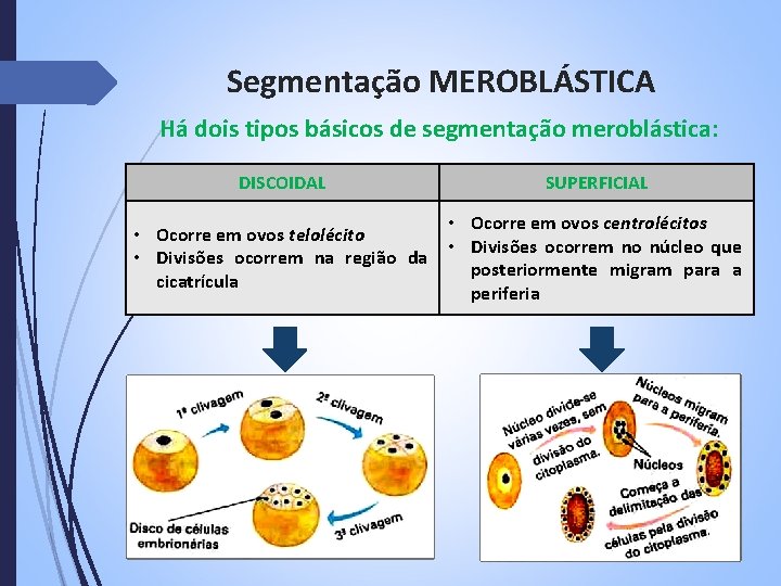 Segmentação MEROBLÁSTICA Há dois tipos básicos de segmentação meroblástica: DISCOIDAL SUPERFICIAL • Ocorre em