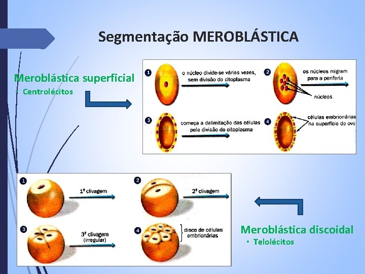 Segmentação MEROBLÁSTICA Meroblástica superficial • Centrolécitos Meroblástica discoidal • Telolécitos 