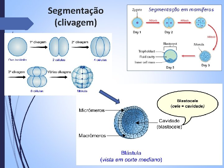 Segmentação (clivagem) Segmentação em mamíferos 