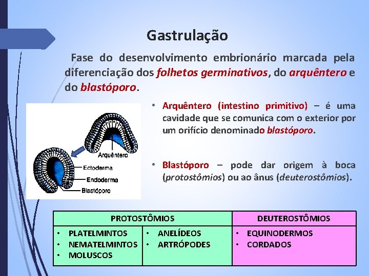 Gastrulação Fase do desenvolvimento embrionário marcada pela diferenciação dos folhetos germinativos, do arquêntero e