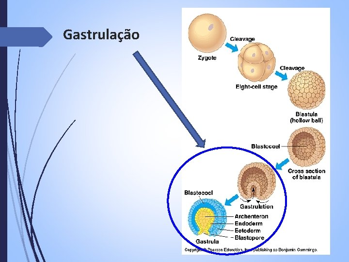 Gastrulação 