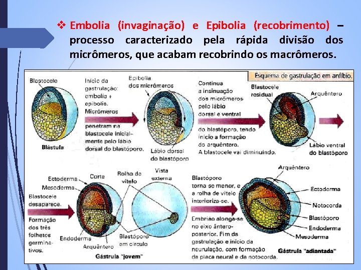 v Embolia (invaginação) e Epibolia (recobrimento) – processo caracterizado pela rápida divisão dos micrômeros,