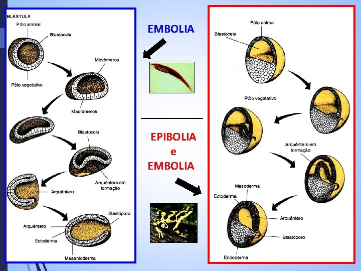 EMBOLIA EPIBOLIA e EMBOLIA 