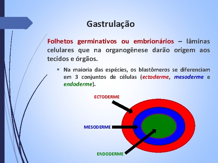Gastrulação Folhetos germinativos ou embrionários – lâminas celulares que na organogênese darão origem aos