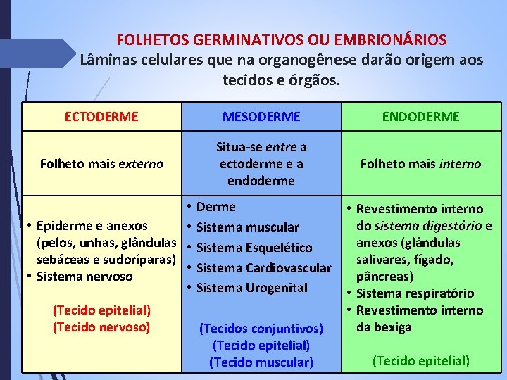 FOLHETOS GERMINATIVOS OU EMBRIONÁRIOS Lâminas celulares que na organogênese darão origem aos tecidos e