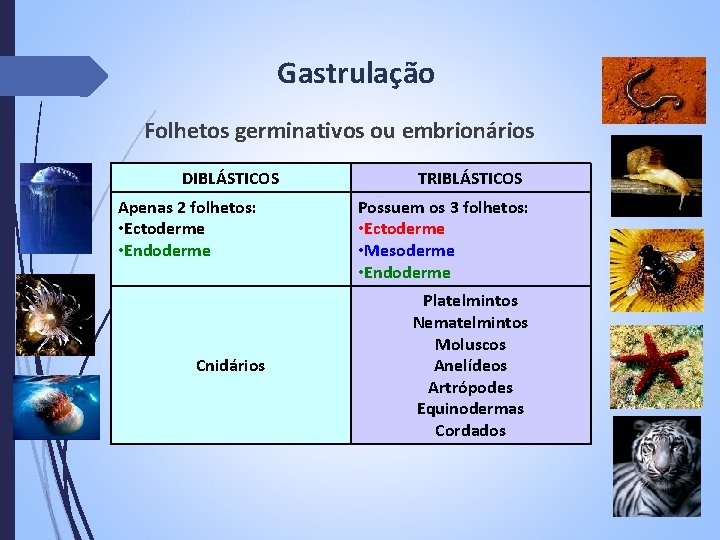 Gastrulação Folhetos germinativos ou embrionários DIBLÁSTICOS Apenas 2 folhetos: • Ectoderme • Endoderme Cnidários