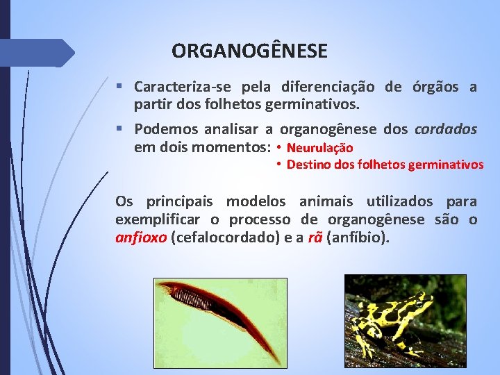 ORGANOGÊNESE § Caracteriza-se pela diferenciação de órgãos a partir dos folhetos germinativos. § Podemos