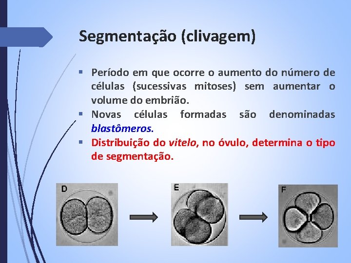 Segmentação (clivagem) § Período em que ocorre o aumento do número de células (sucessivas