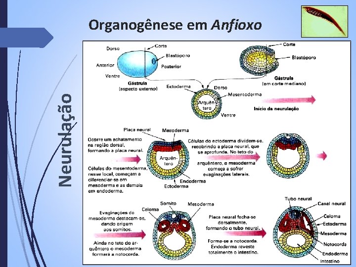 Neurulação Organogênese em Anfioxo 