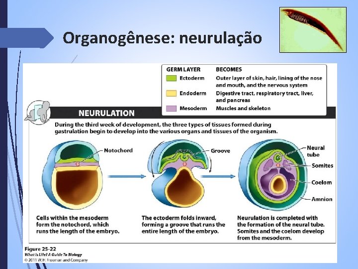 Organogênese: neurulação 