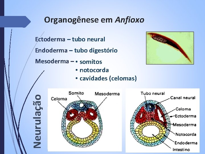 Organogênese em Anfioxo Ectoderma – tubo neural Endoderma – tubo digestório Neurulação Mesoderma –