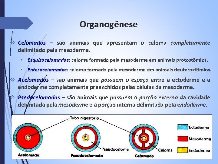 Organogênese Celomados – são animais que apresentam o celoma completamente delimitado pela mesoderme. •