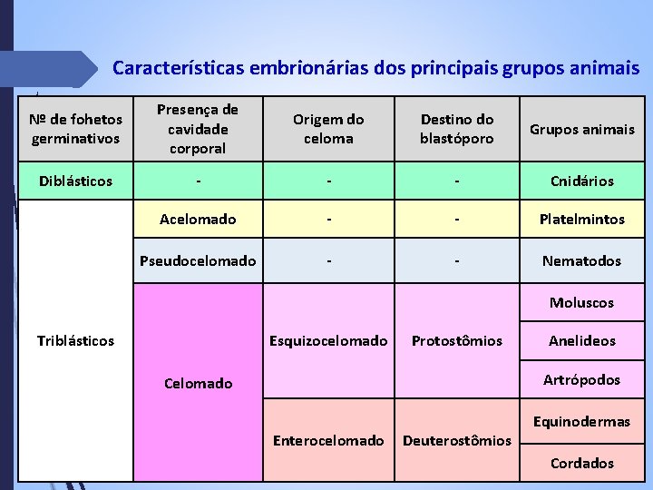 Características embrionárias dos principais grupos animais Nº de fohetos germinativos Presença de cavidade corporal