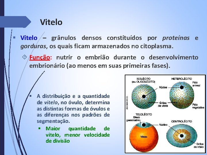 Vitelo § Vitelo – grânulos densos constituídos por proteínas e gorduras, os quais ficam