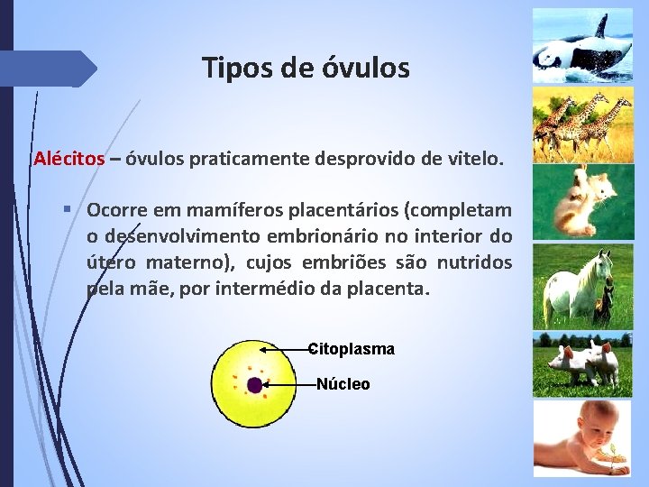 Tipos de óvulos Alécitos – óvulos praticamente desprovido de vitelo. § Ocorre em mamíferos