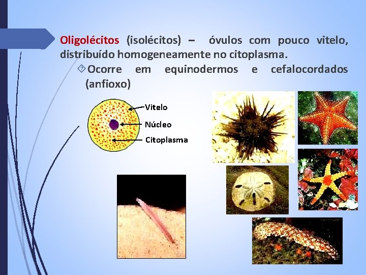 Oligolécitos (isolécitos) – óvulos com pouco vitelo, distribuído homogeneamente no citoplasma. Ocorre em equinodermos