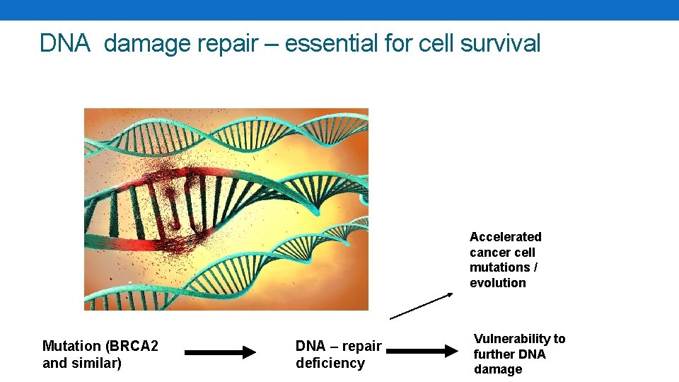 DNA damage repair – essential for cell survival Accelerated cancer cell mutations / evolution