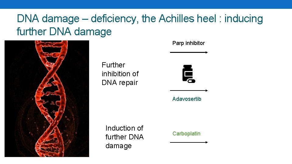 DNA damage – deficiency, the Achilles heel : inducing further DNA damage Parp inhibitor
