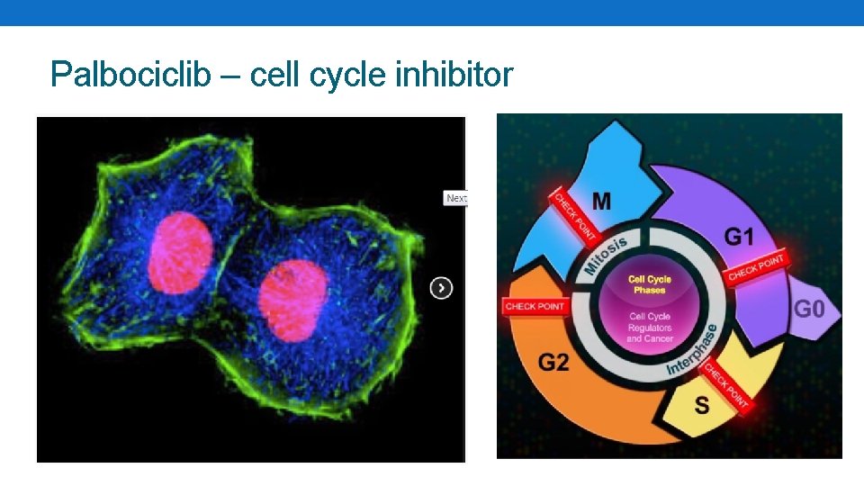 Palbociclib – cell cycle inhibitor 