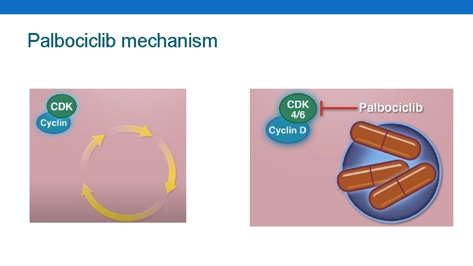 Palbociclib mechanism 