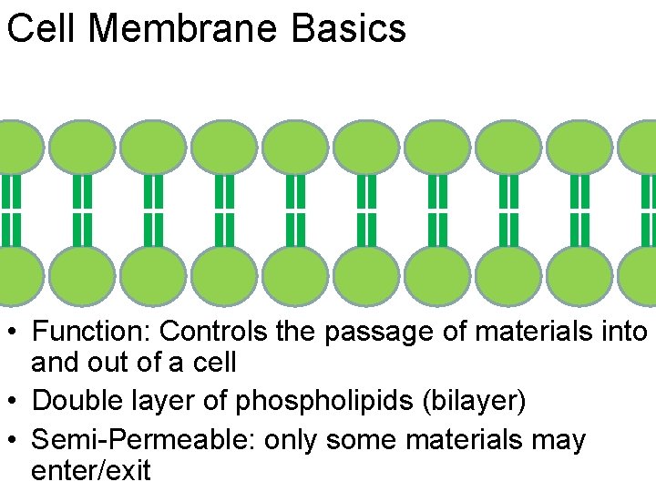Cell Membrane Basics • Function: Controls the passage of materials into and out of