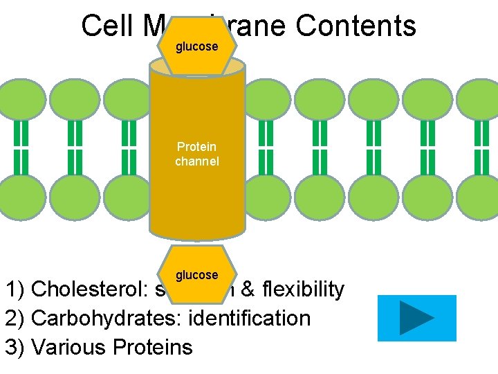 Cell Membrane Contents glucose Protein channel glucose 1) Cholesterol: strength & flexibility 2) Carbohydrates: