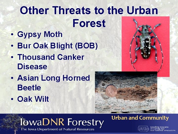Other Threats to the Urban Forest • Gypsy Moth • Bur Oak Blight (BOB)