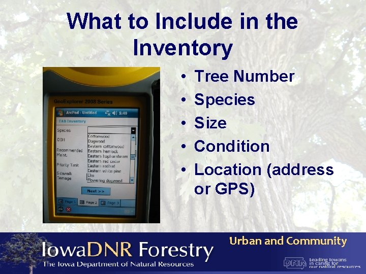 What to Include in the Inventory • • • Tree Number Species Size Condition