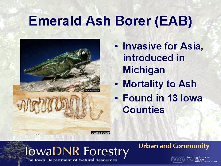 Emerald Ash Borer (EAB) • Invasive for Asia, introduced in Michigan • Mortality to
