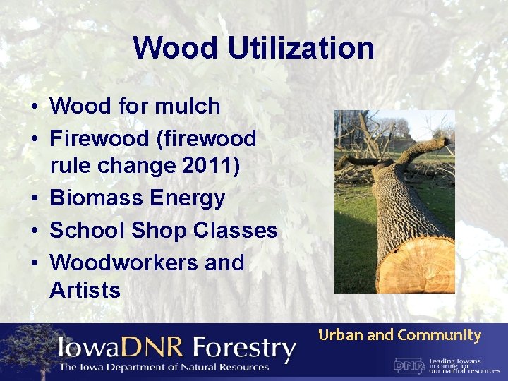 Wood Utilization • Wood for mulch • Firewood (firewood rule change 2011) • Biomass