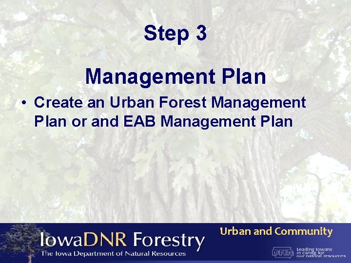 Step 3 Management Plan • Create an Urban Forest Management Plan or and EAB