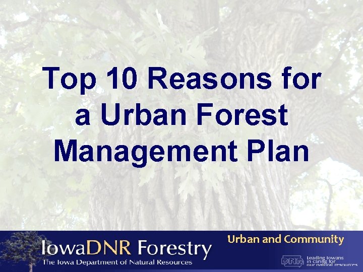 Top 10 Reasons for a Urban Forest Management Plan Urban and Community 