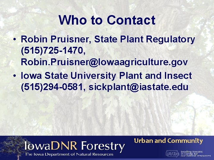 Who to Contact • Robin Pruisner, State Plant Regulatory (515)725 -1470, Robin. Pruisner@Iowaagriculture. gov