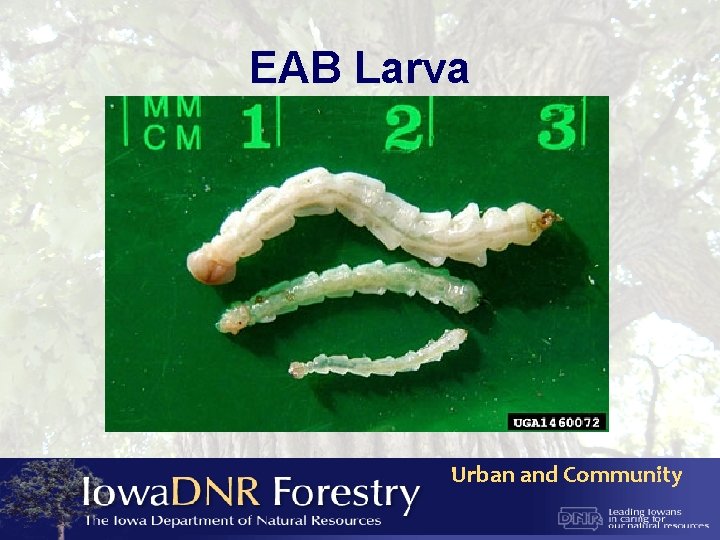 EAB Larva Urban and Community 