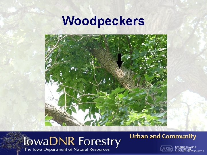 Woodpeckers Urban and Community 
