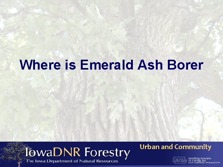 Where is Emerald Ash Borer Urban and Community 