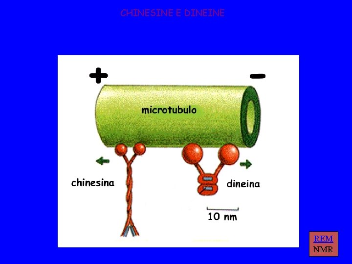 CHINESINE E DINEINE REM NMR 