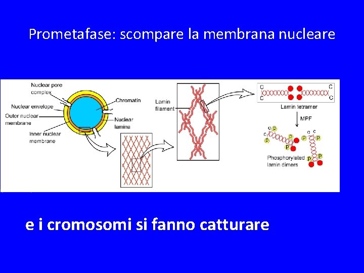 Prometafase: scompare la membrana nucleare Spindle MTs capture chromosomes e i cromosomi si fanno