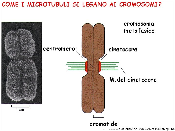 COME I MICROTUBULI SI LEGANO AI CROMOSOMI? cromosoma metafasico centromero cinetocore M. del cinetocore