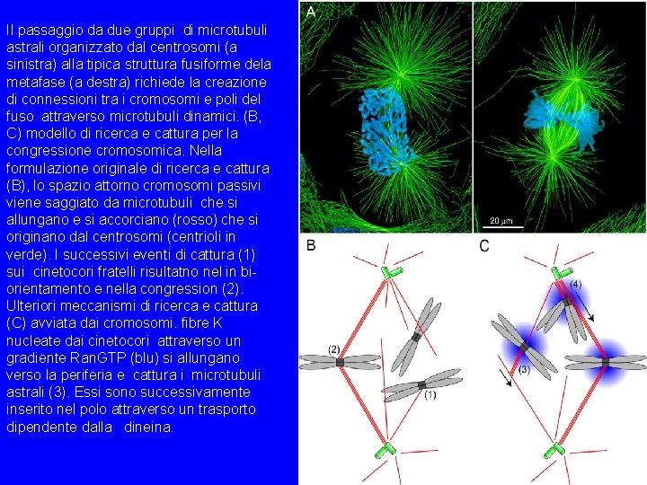Il passaggio da due gruppi di microtubuli astrali organizzato dal centrosomi (a sinistra) alla