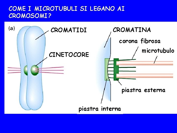 COME I MICROTUBULI SI LEGANO AI CROMOSOMI? CROMATIDI CROMATINA corona fibrosa CINETOCORE microtubulo piastra