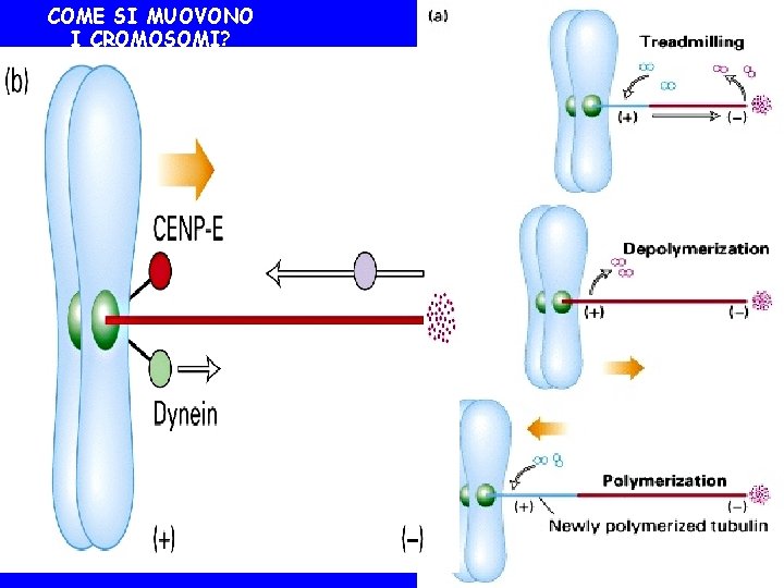 COME SI MUOVONO I CROMOSOMI? 